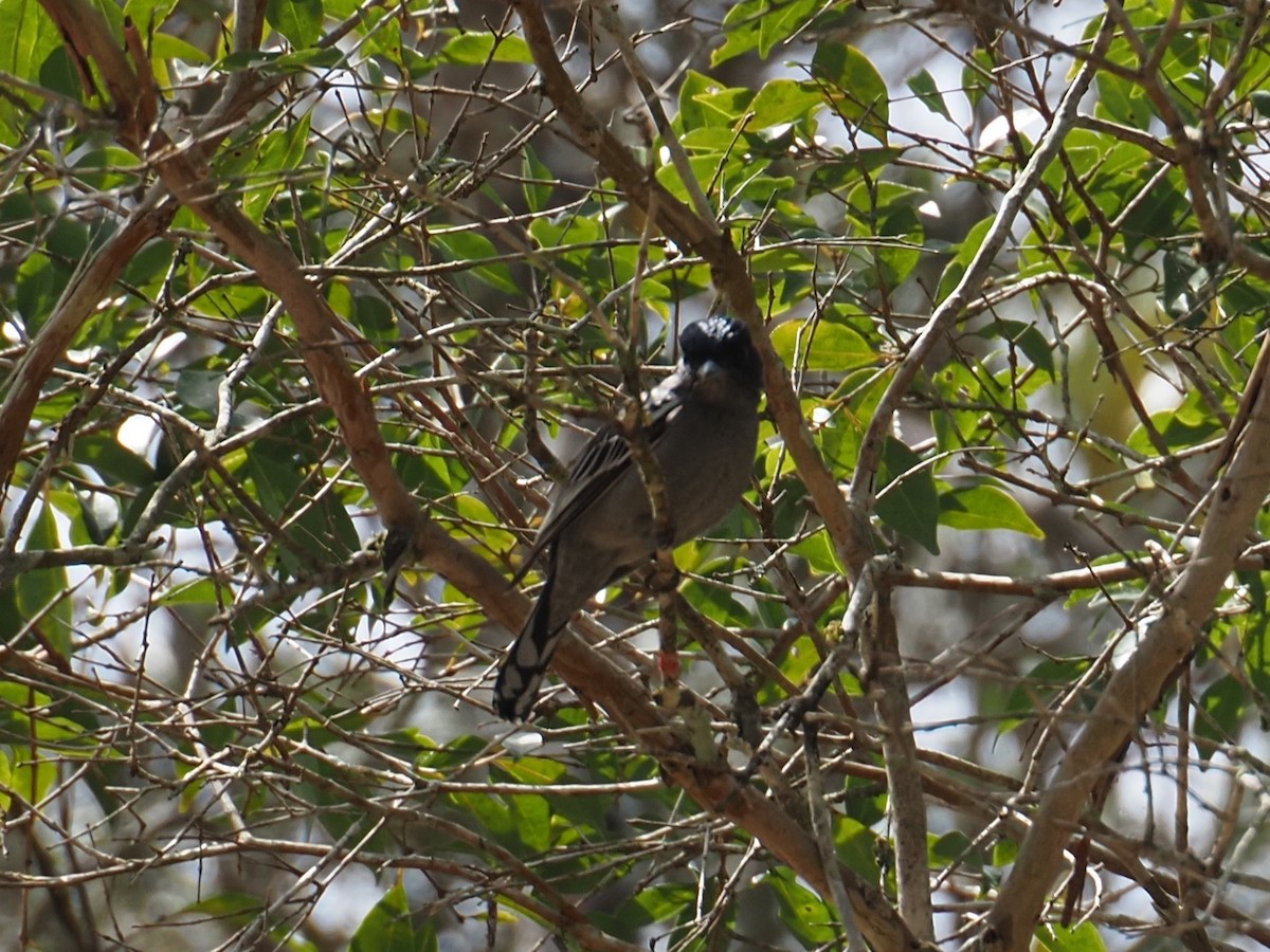 White-winged Becard - ML644834476