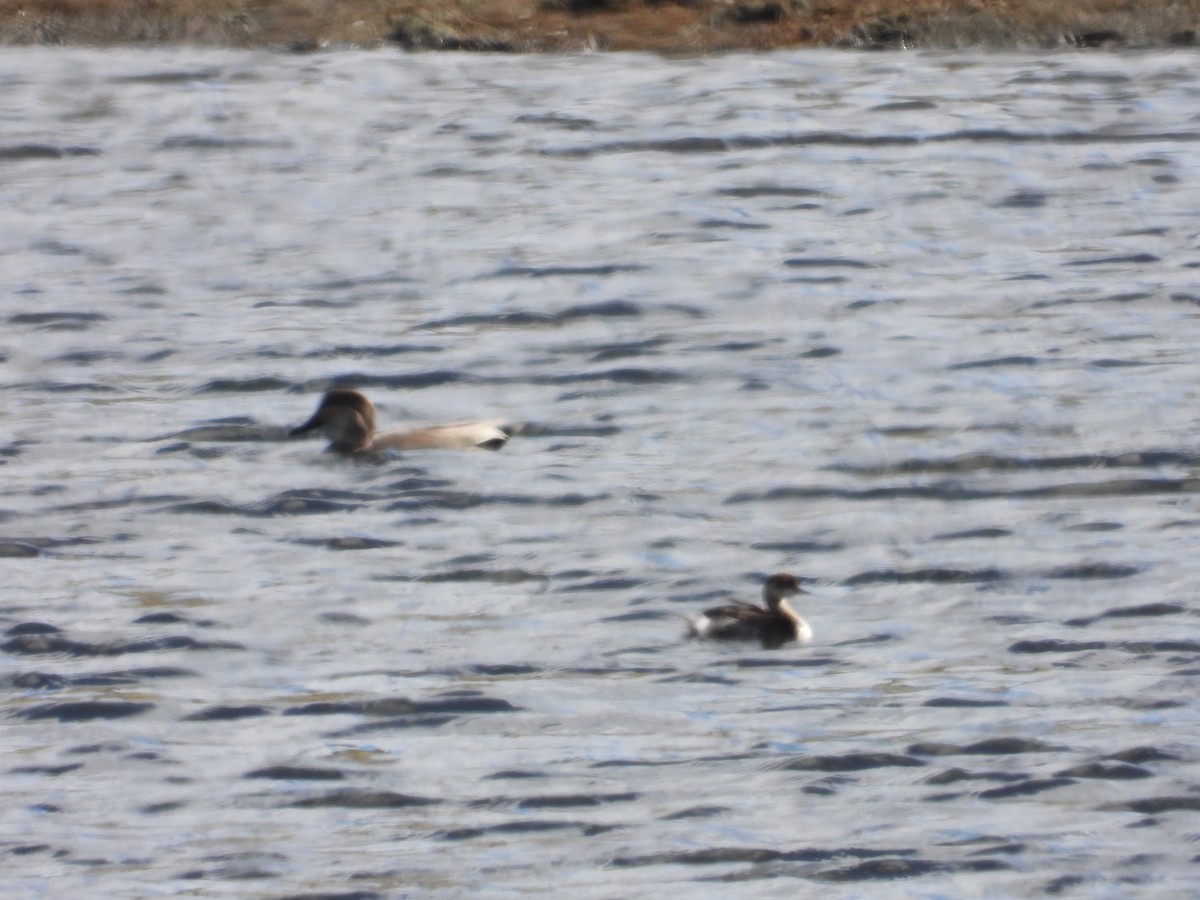 Gadwall - ML644834477