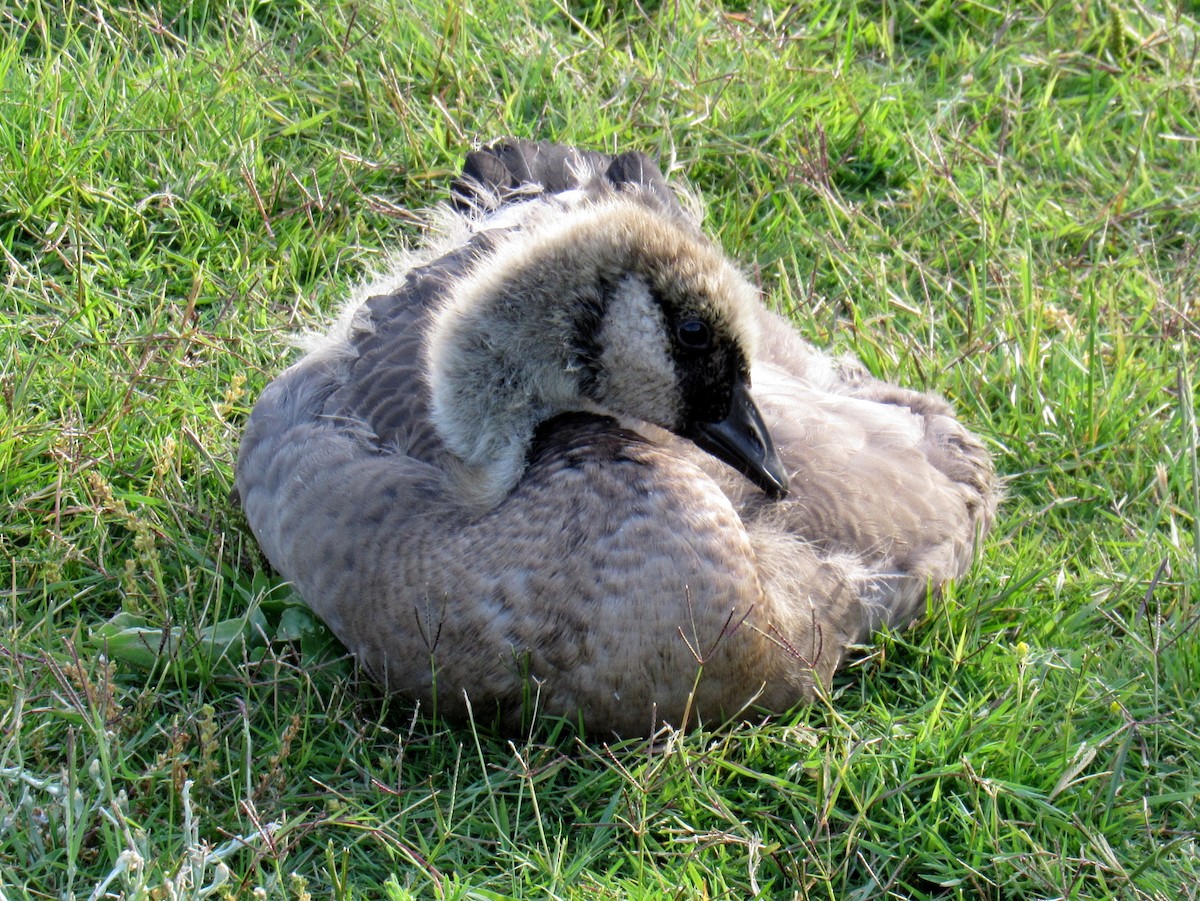 Canada Goose - ML644834480