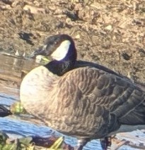 小加拿大雁 - ML644834482