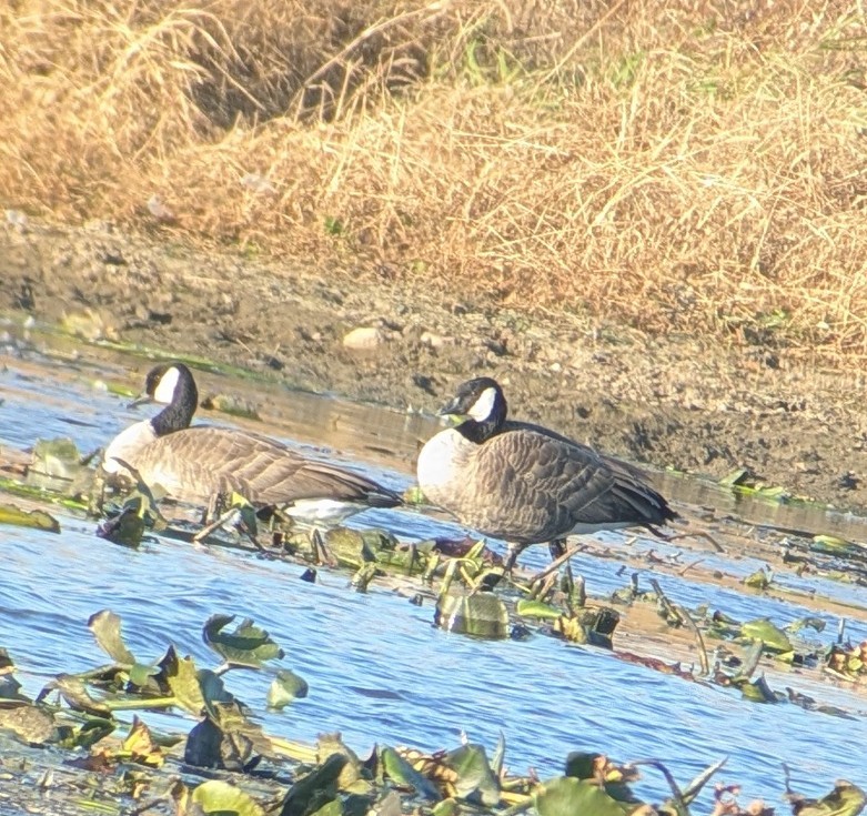 小加拿大雁 - ML644834483