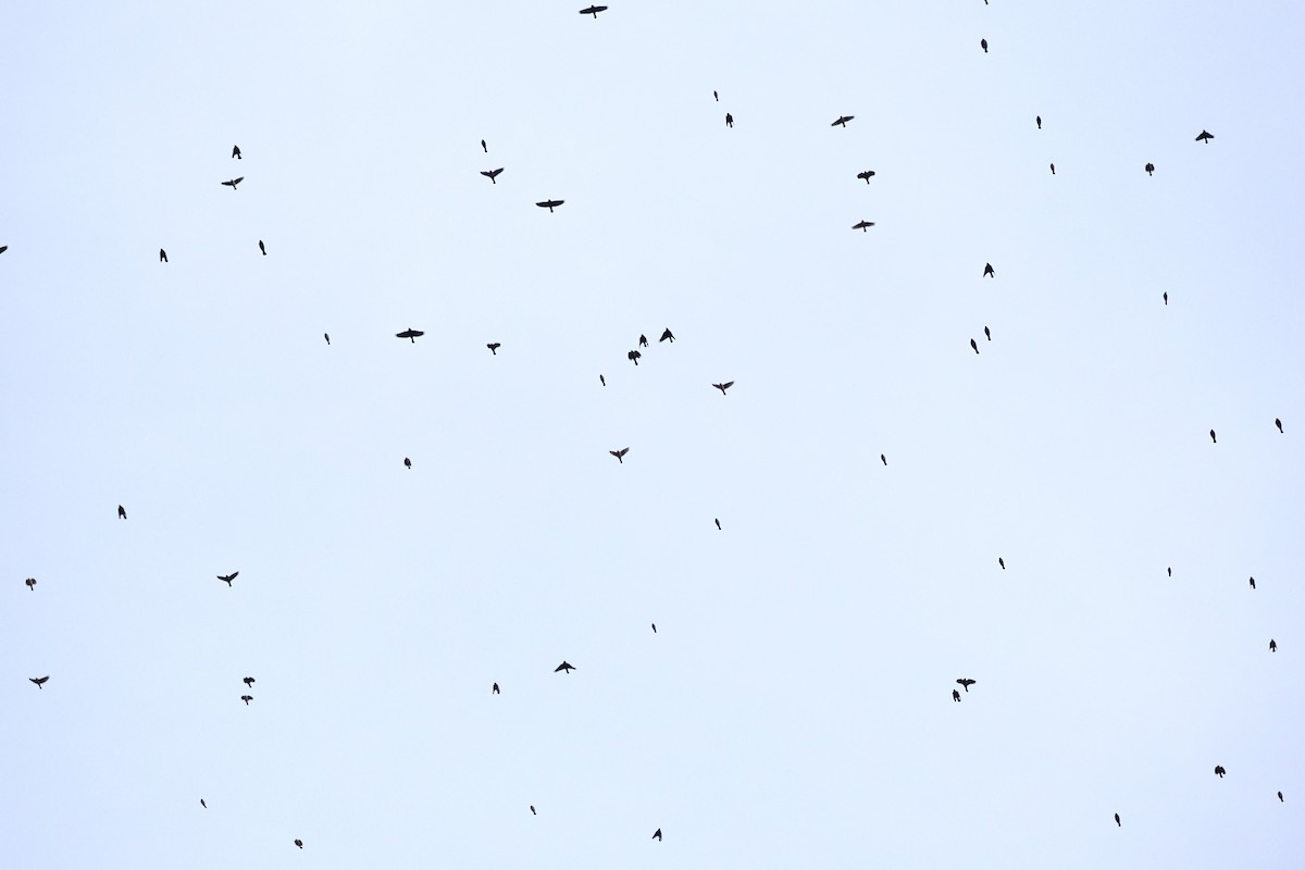 Common Grackle - ML644834489