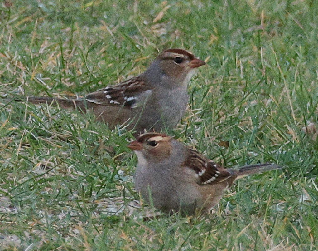 Bruant à couronne blanche - ML644834502