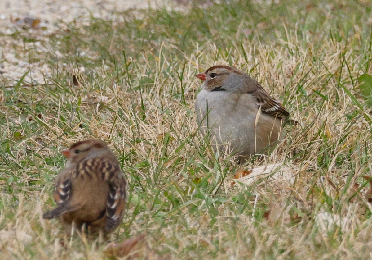 Bruant à couronne blanche - ML644834503
