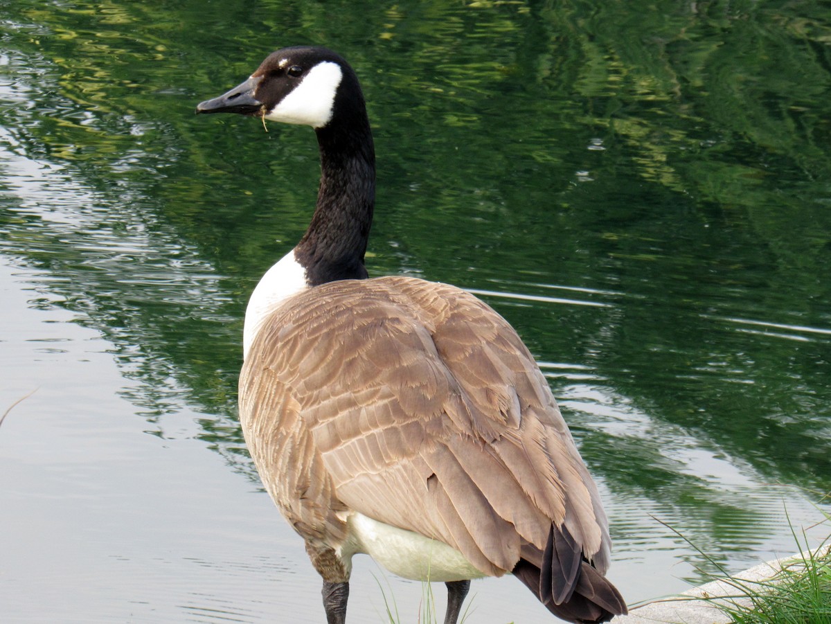 Canada Goose - ML644834513