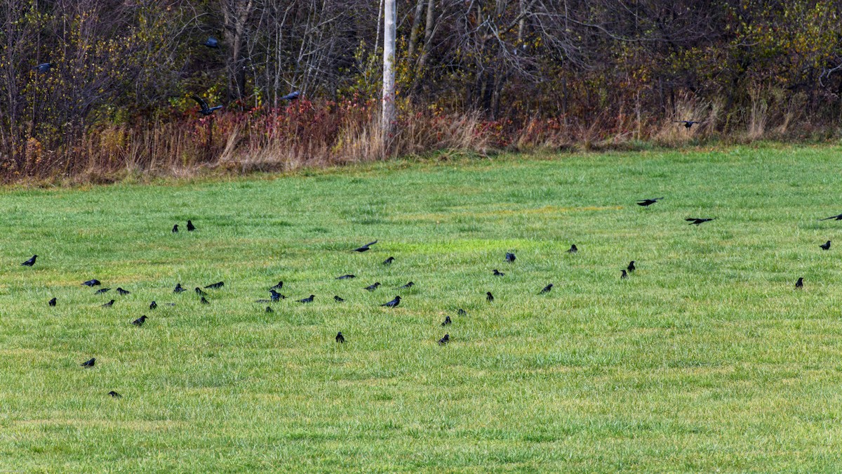 American Crow - ML644834516
