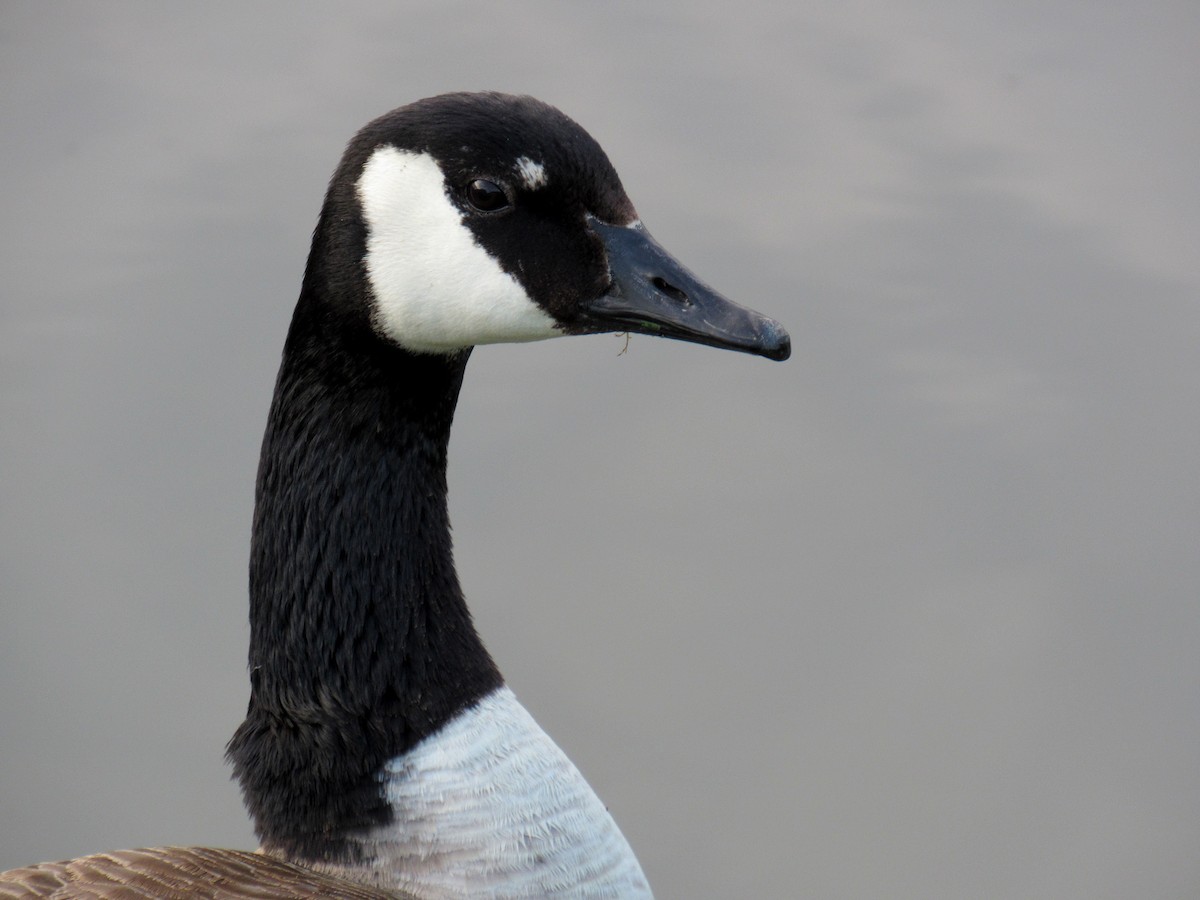 Canada Goose - ML644834525