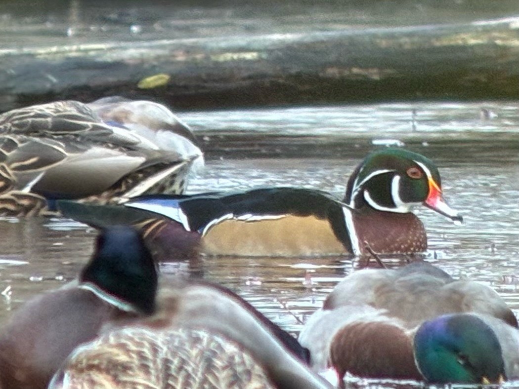 Wood Duck - ML644834533