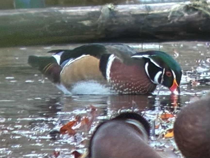 kachnička karolínská - ML644834534