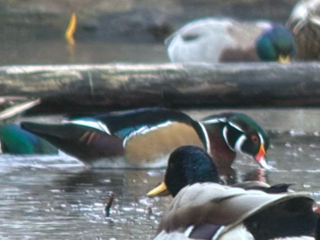 Wood Duck - ML644834535