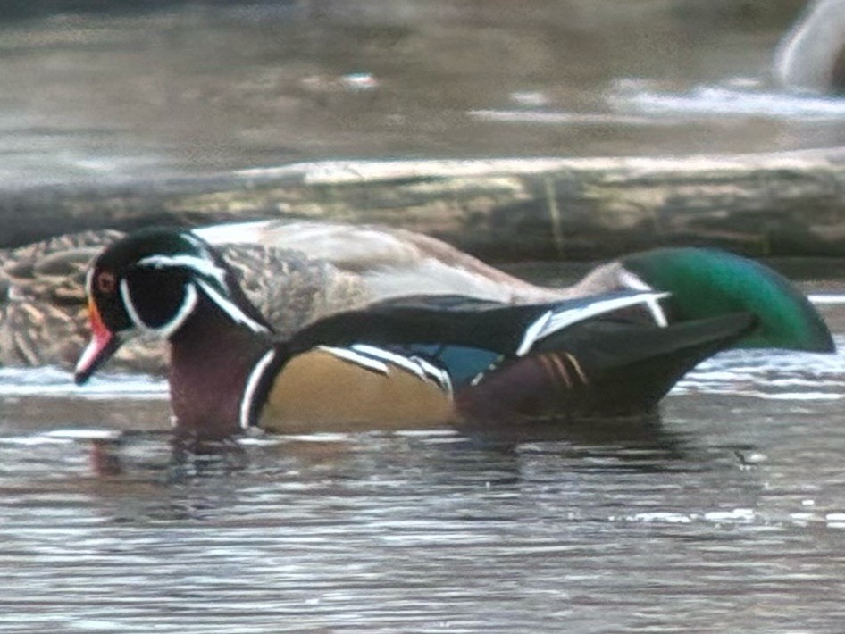 Wood Duck - ML644834536