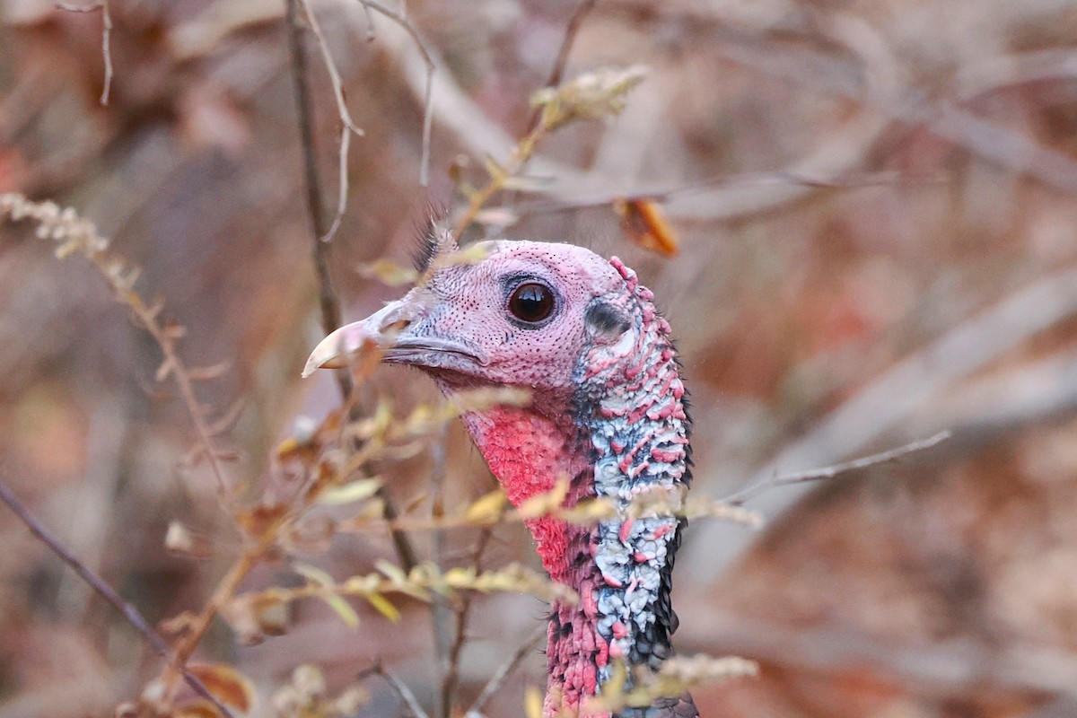Wild Turkey - ML644834537