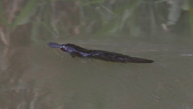 鴨嘴獸 - ML644834549