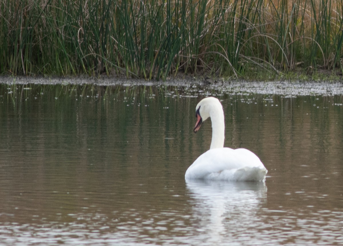 Mute Swan - ML644834552