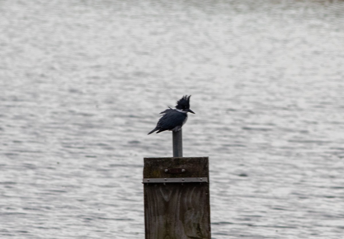 Belted Kingfisher - ML644834558