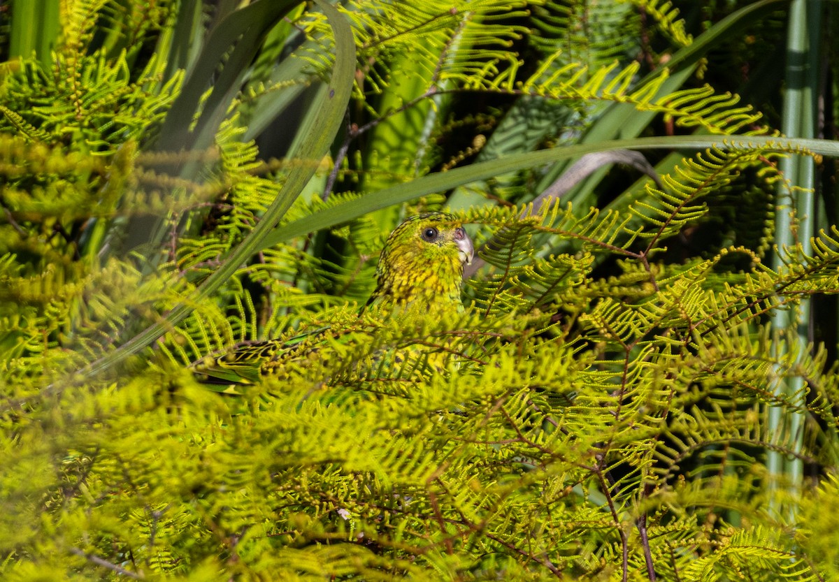 Ground Parrot - ML644834593