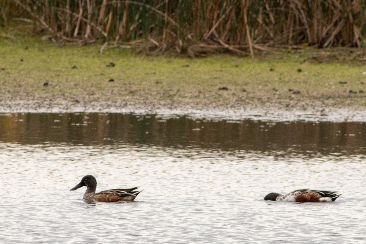 Northern Shoveler - ML644834594