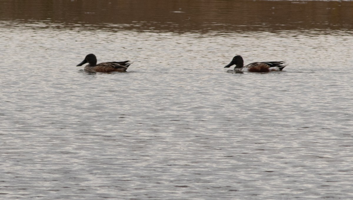 Northern Shoveler - ML644834595