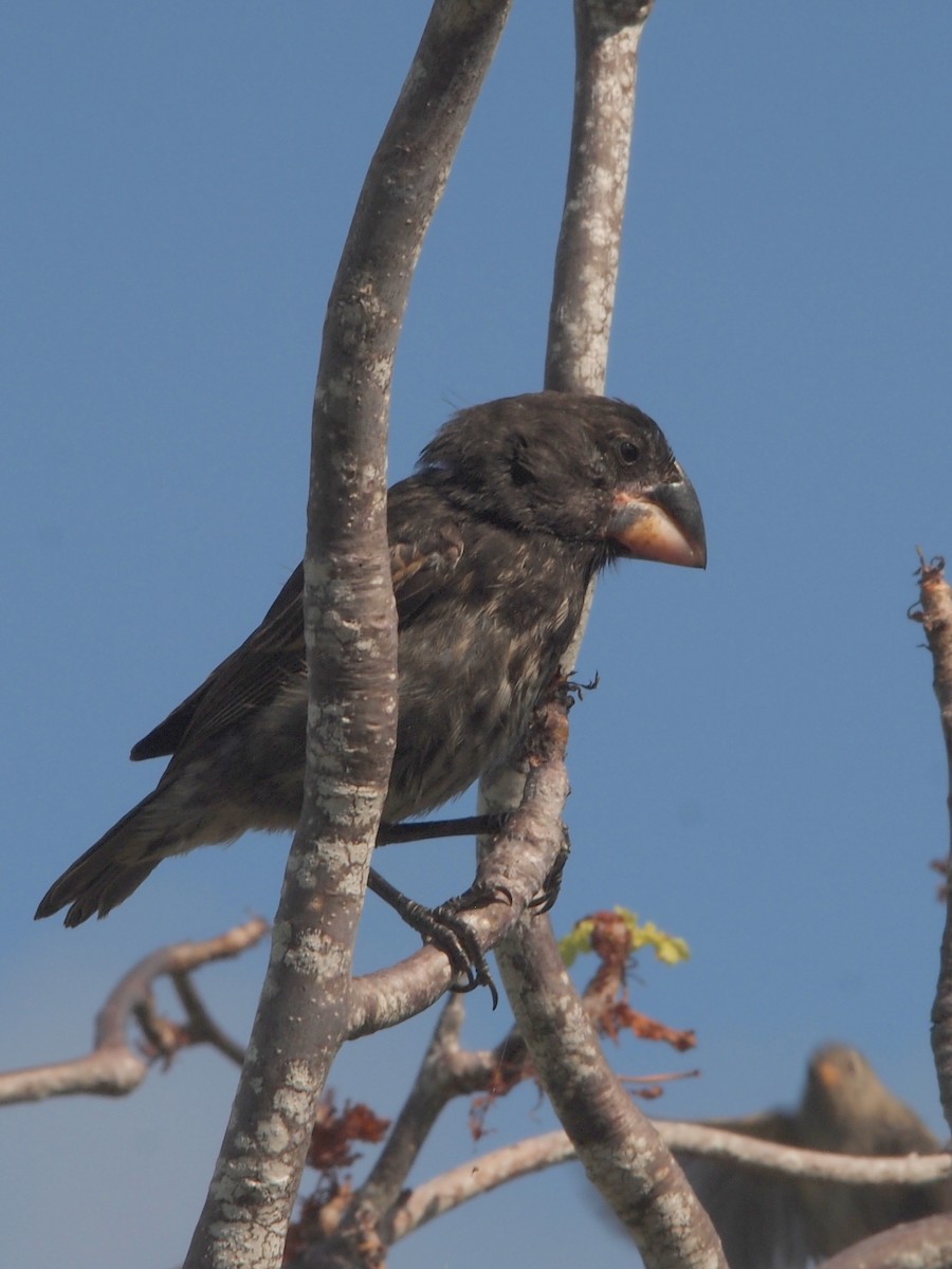 Large Ground-Finch - ML644834598