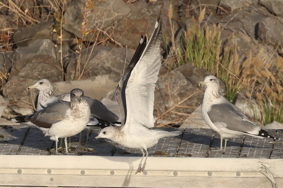 Short-billed Gull - ML644834600