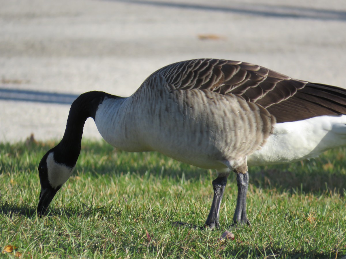 Canada Goose - ML644834609