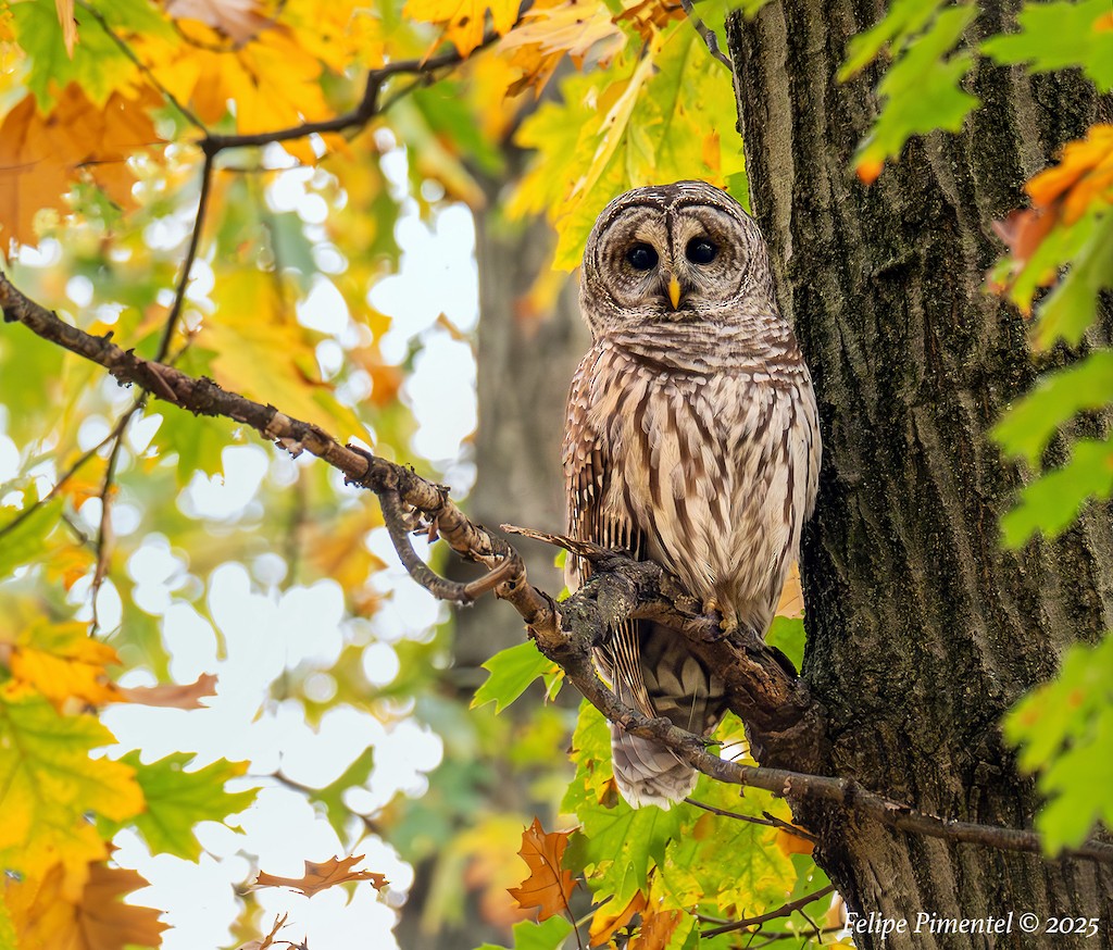 Barred Owl - ML644834621
