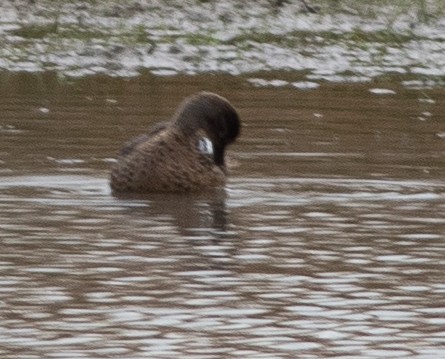 Green-winged Teal - ML644834622