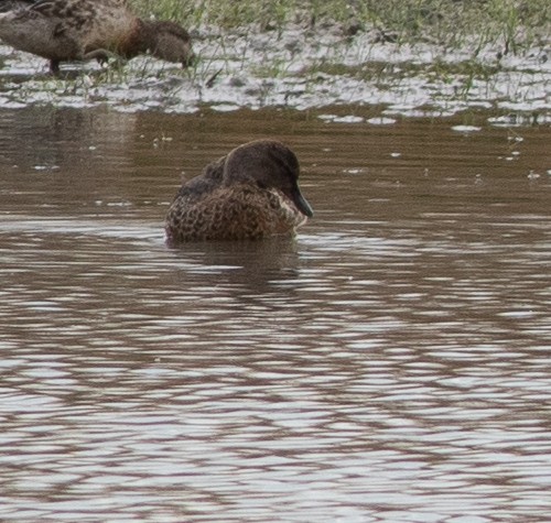 Green-winged Teal - ML644834623