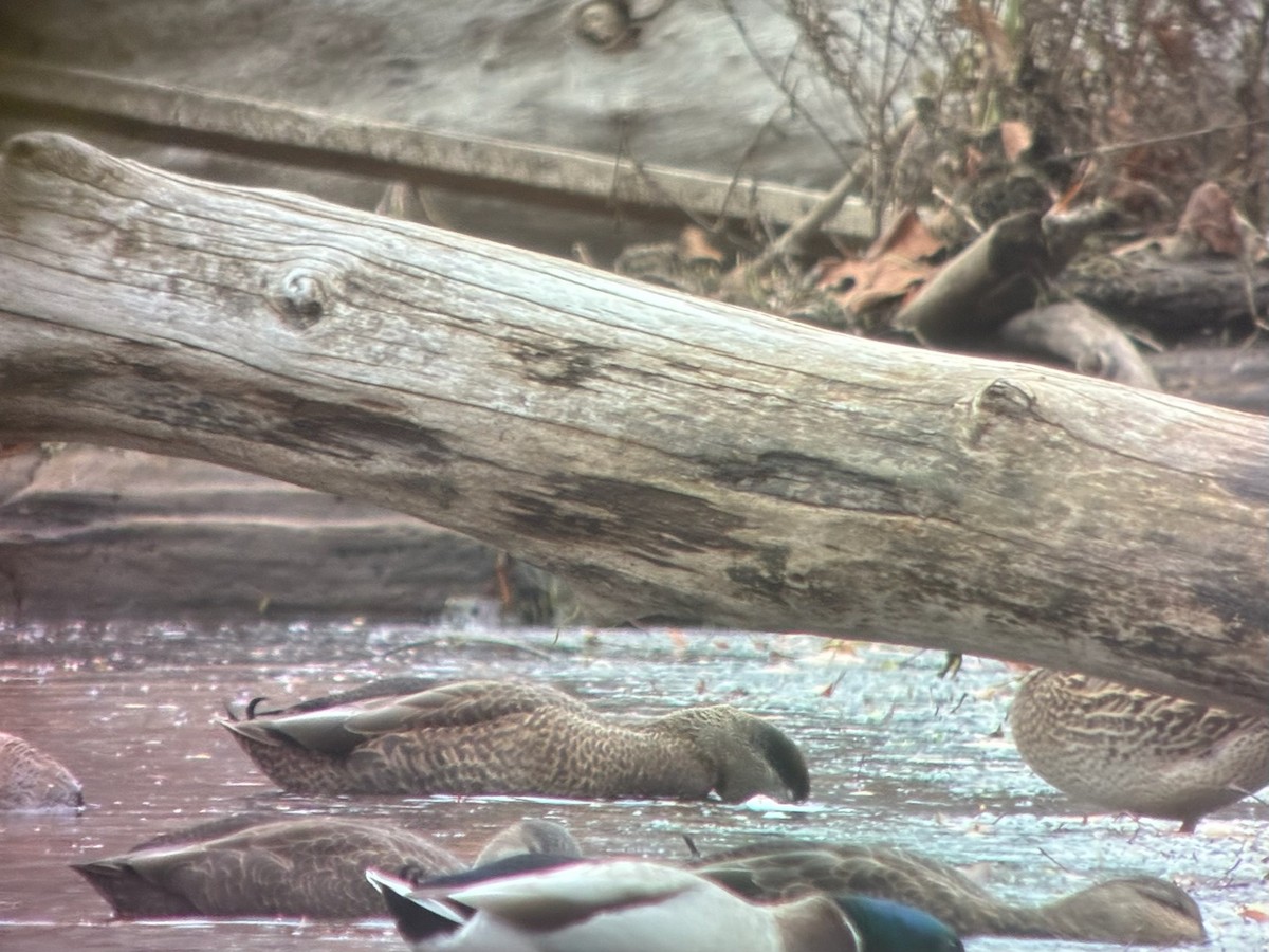 Mallard x American Black Duck (hybrid) - ML644834625