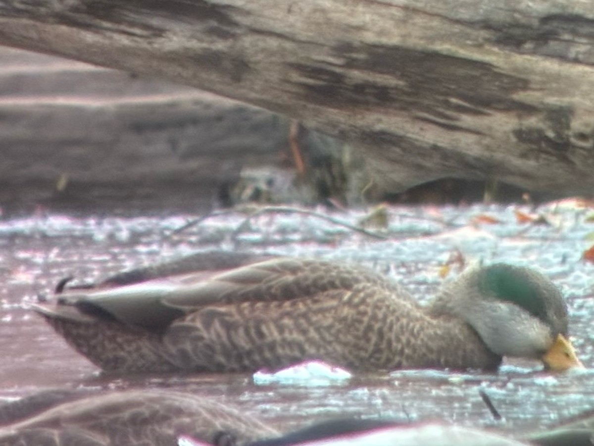 Mallard x American Black Duck (hybrid) - ML644834626