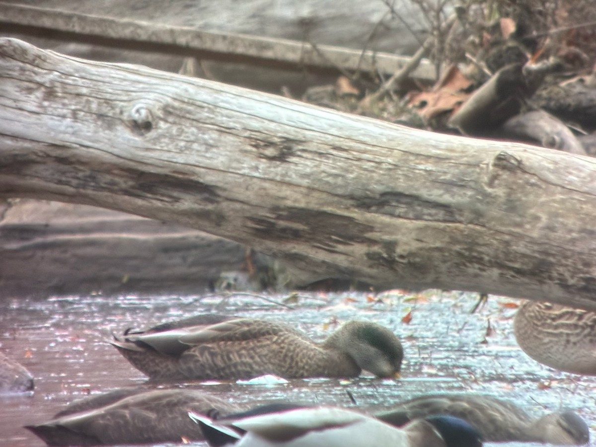 Mallard x American Black Duck (hybrid) - ML644834627