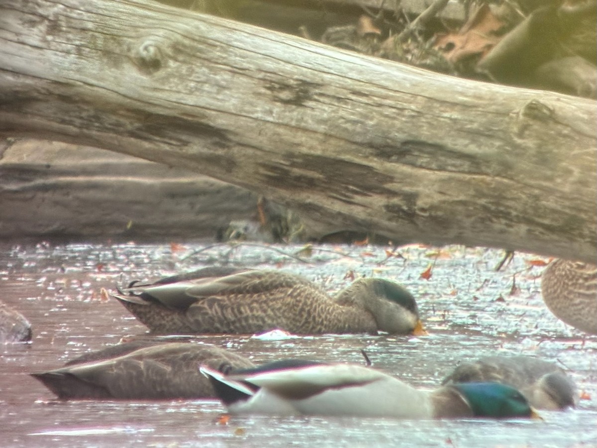 Mallard x American Black Duck (hybrid) - ML644834628