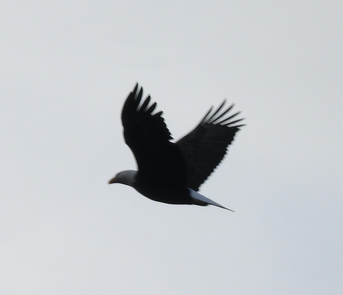 ハクトウワシ - ML644834632