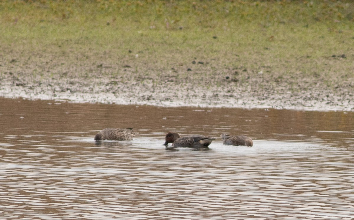 Green-winged Teal - ML644834637