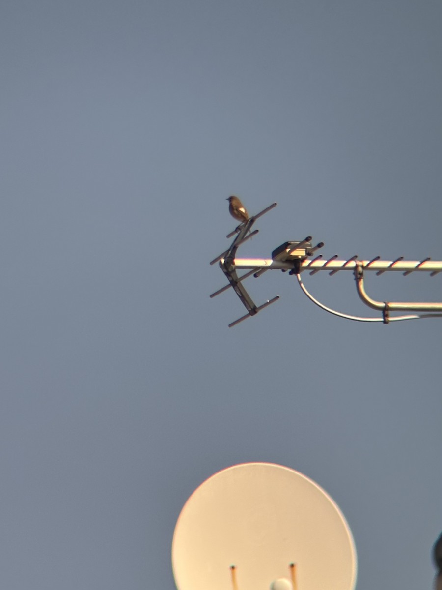 黃尾鴝 - ML644834638