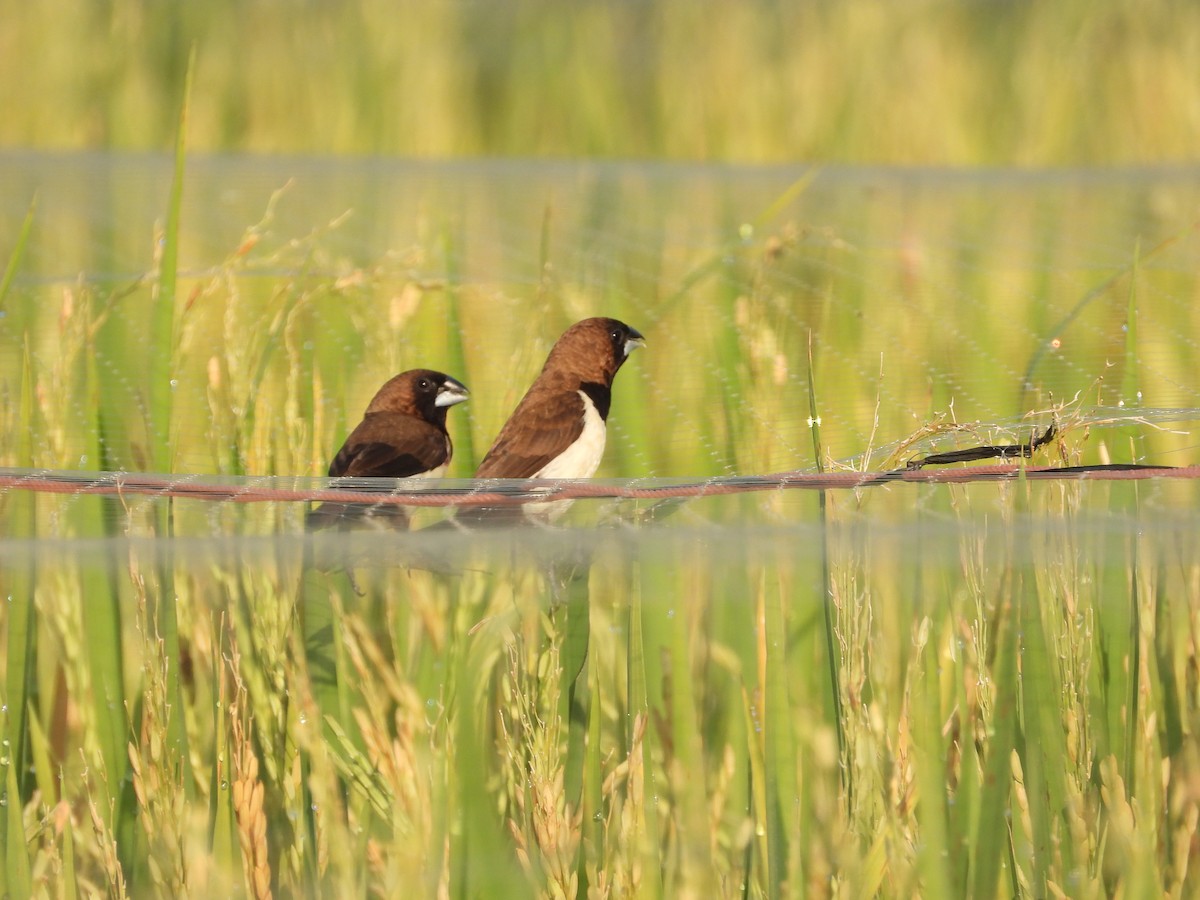 Javan Munia - ML644834640