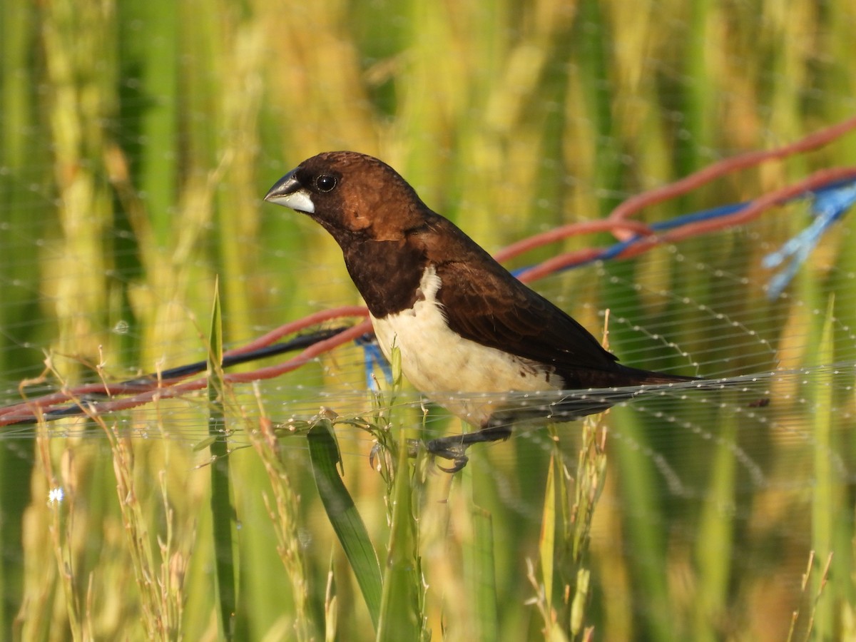 Javan Munia - ML644834641