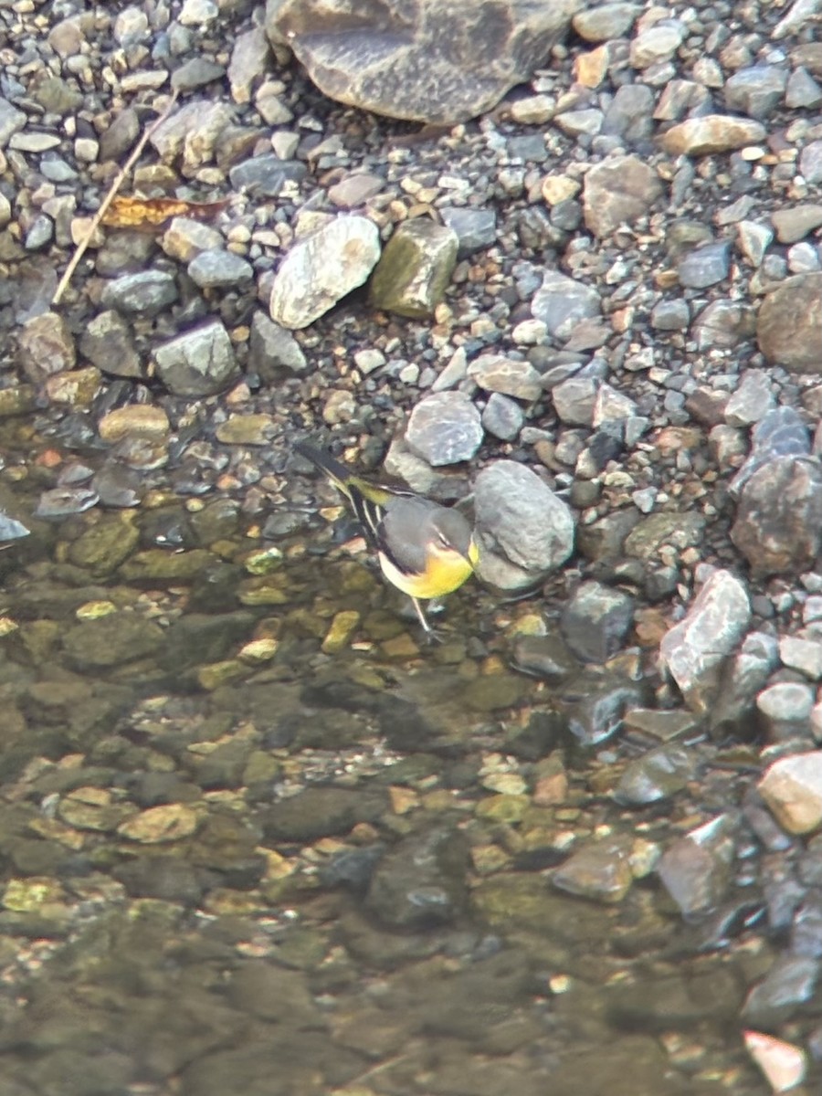 灰鶺鴒 - ML644834646