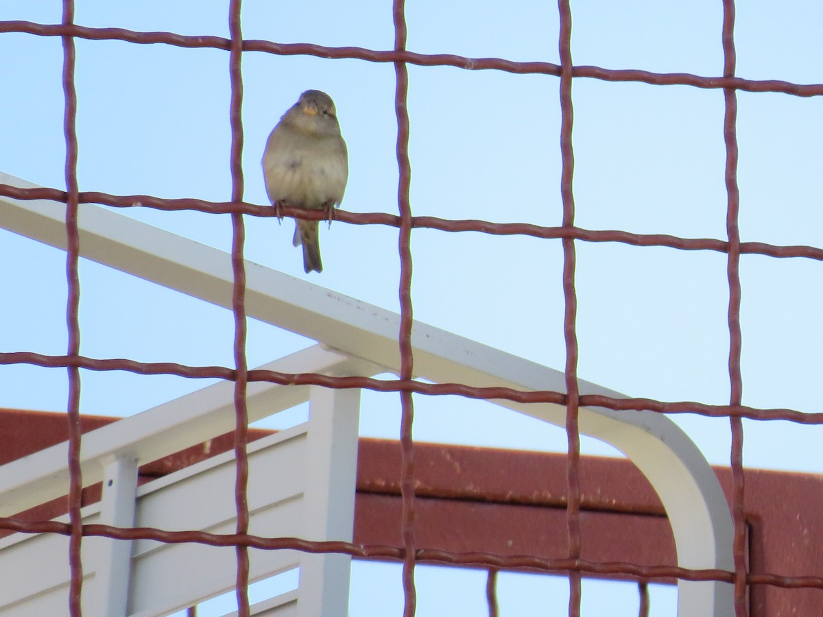 Gorrión Común - ML644834657