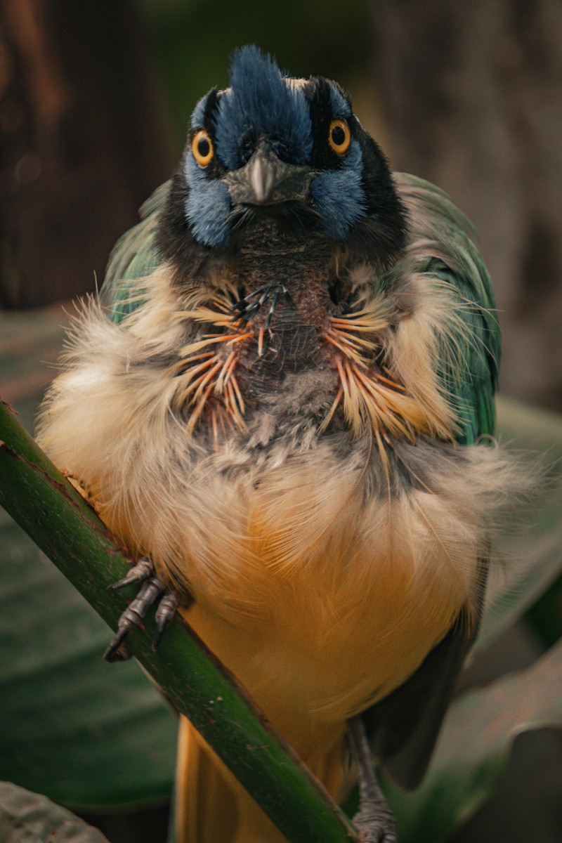 Geai vert - ML644834661