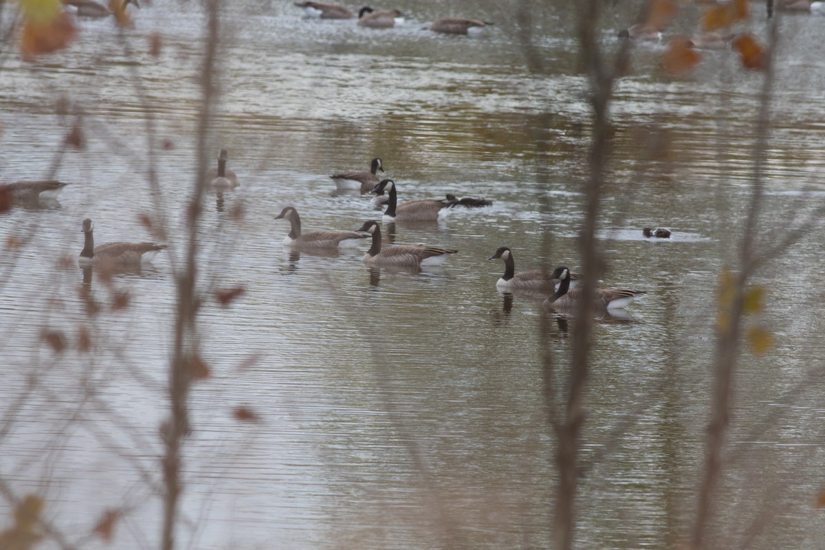 Canada Goose - ML644834664