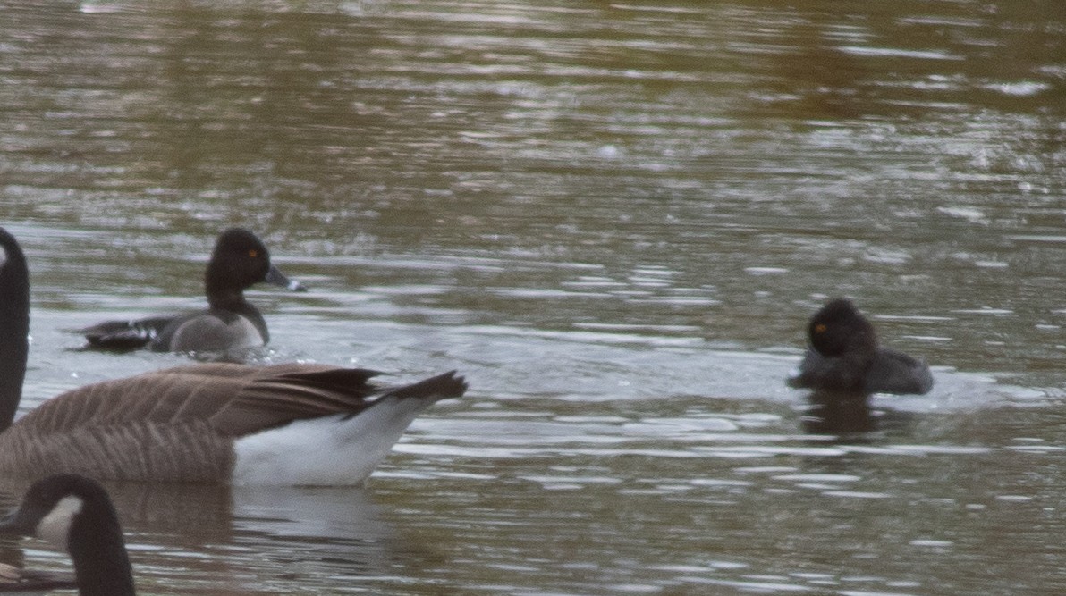 Ring-necked Duck - ML644834677