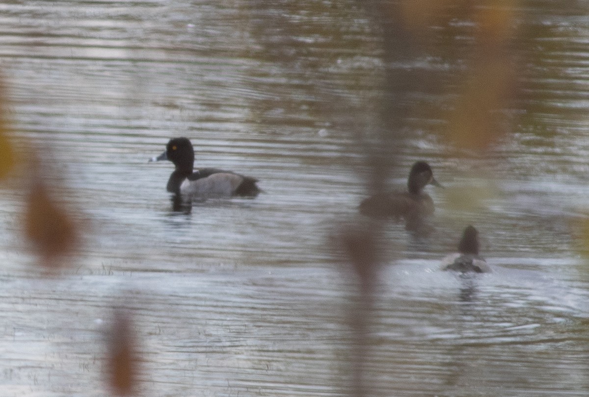 Ring-necked Duck - ML644834678