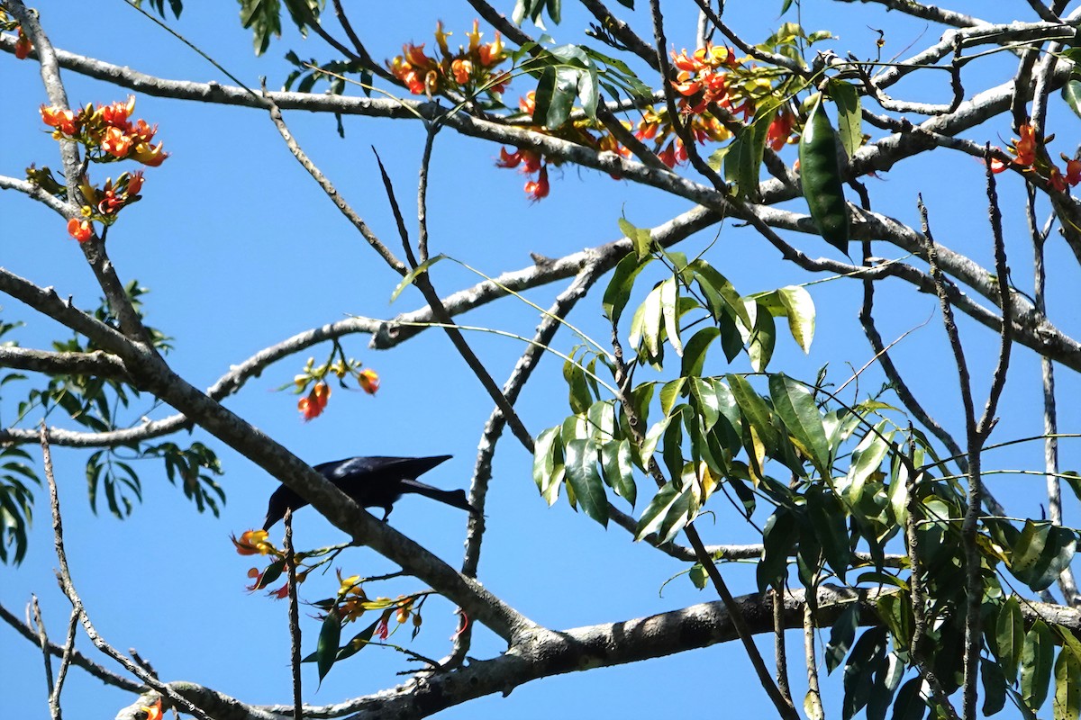 Drongo Escamoso - ML644834679