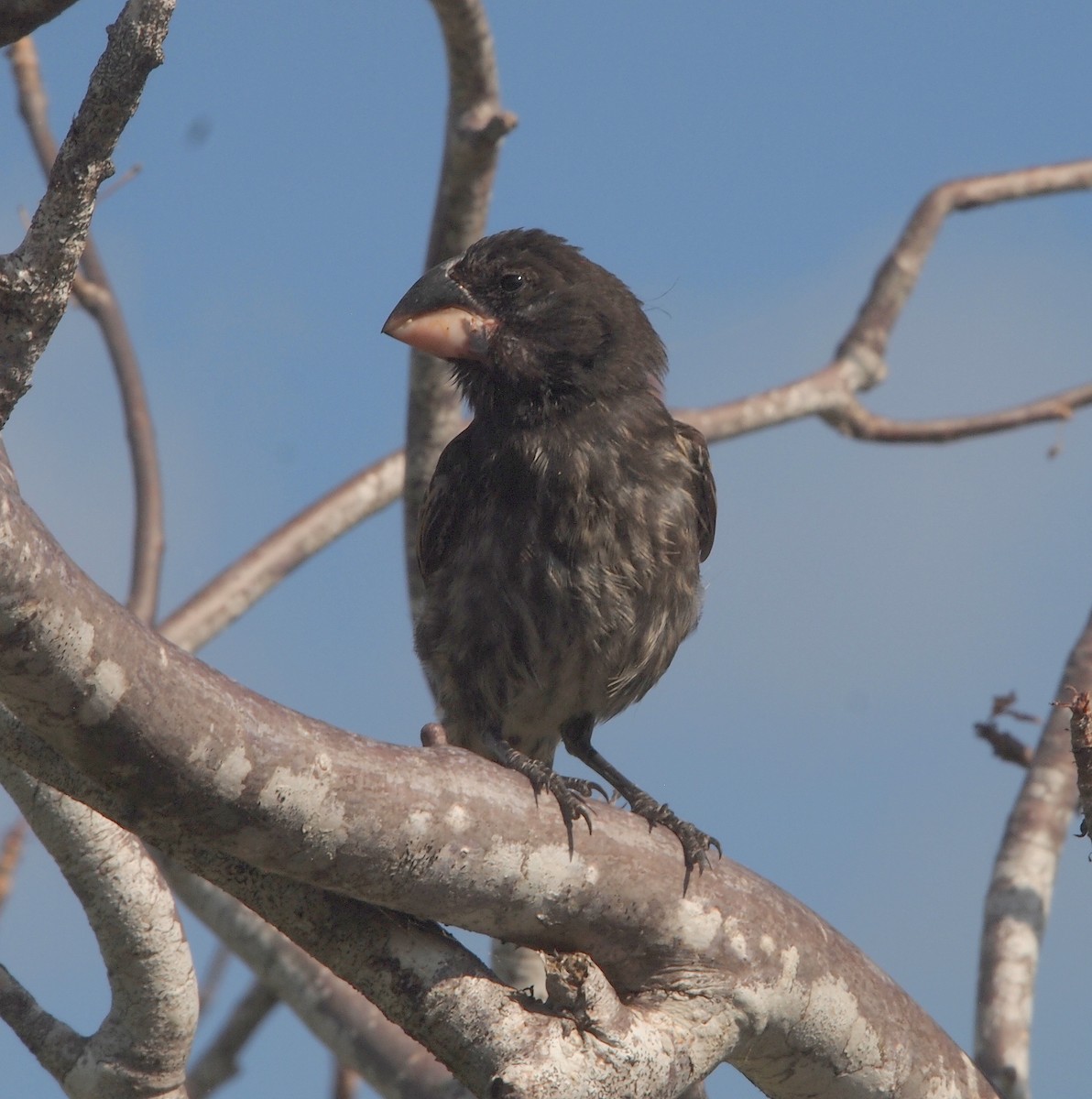 Large Ground-Finch - ML644834682