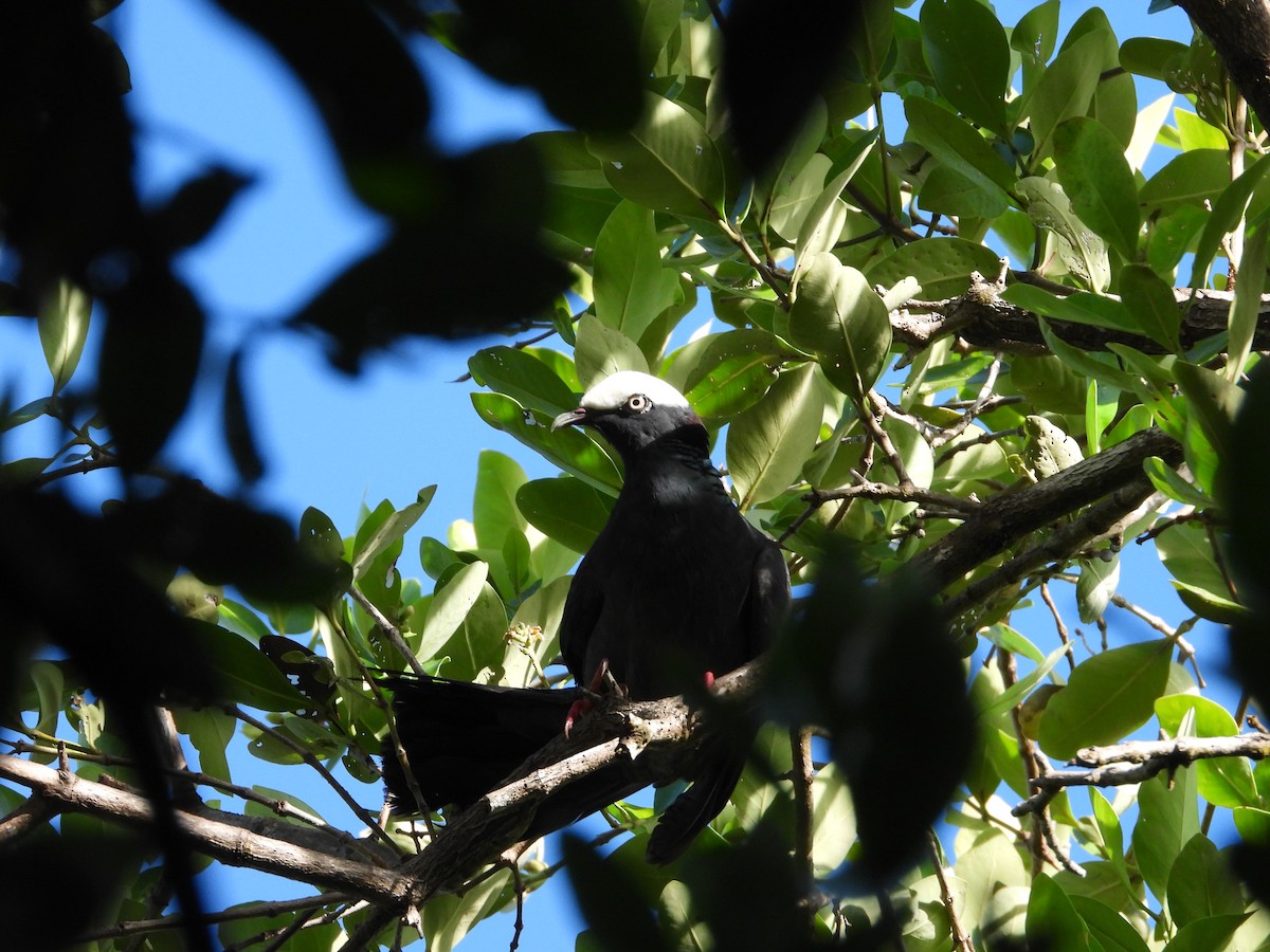 White-crowned Pigeon - ML644834689