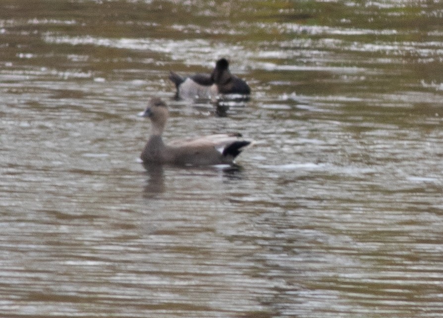 Gadwall - ML644834693