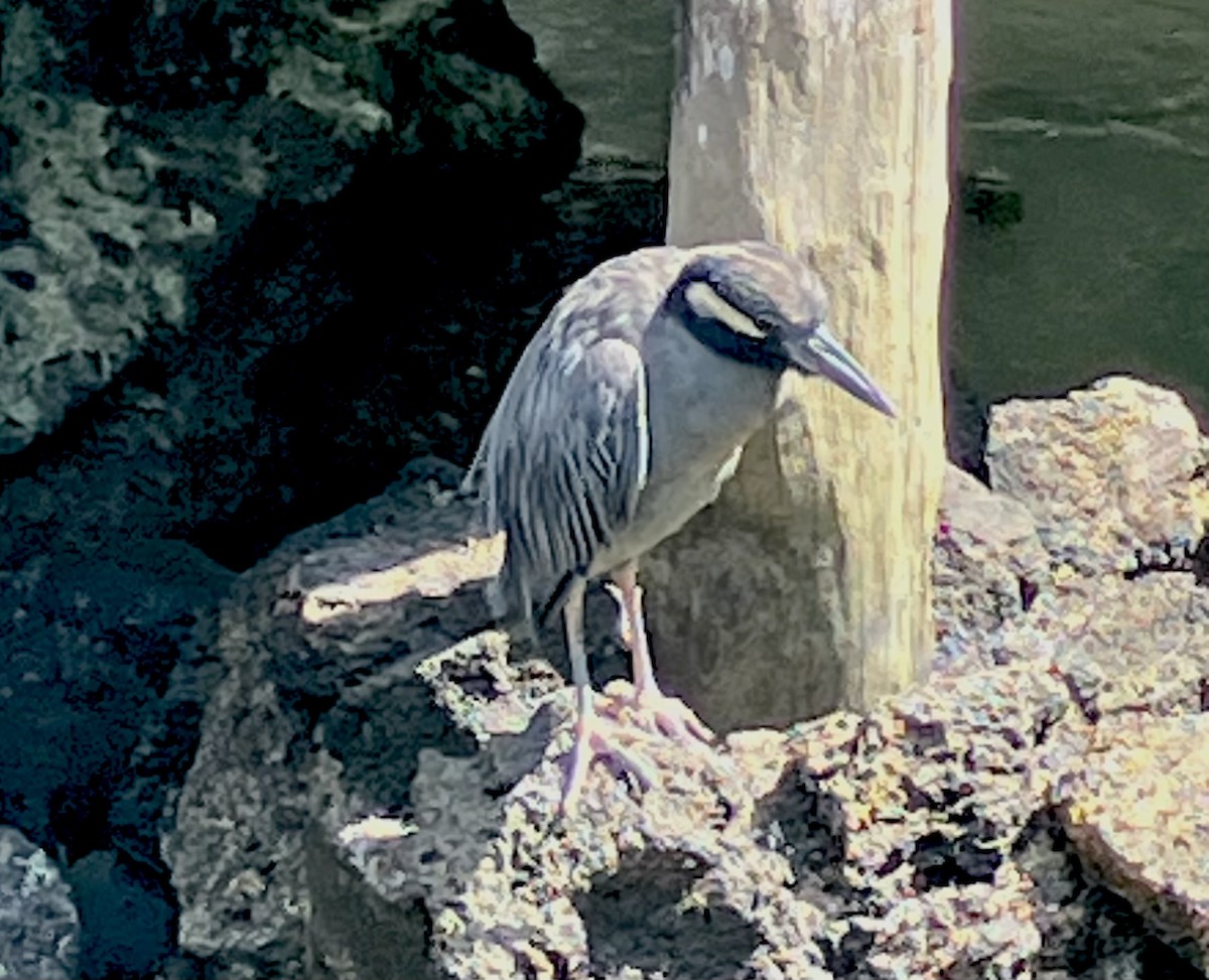 kvakoš žlutočelý - ML644834694