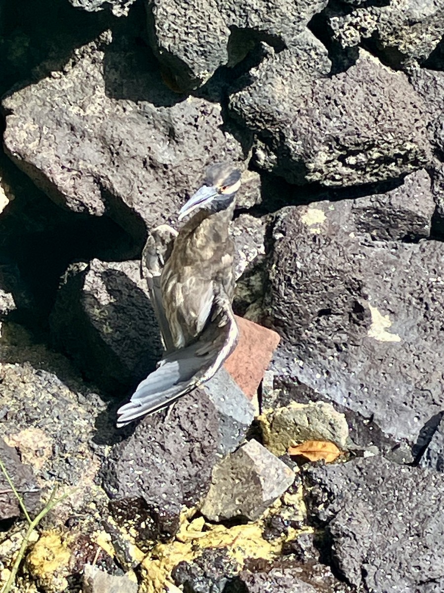 kvakoš žlutočelý - ML644834695