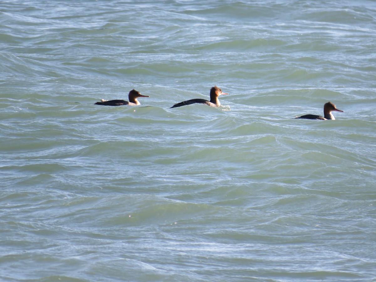 Red-breasted Merganser - ML644834699